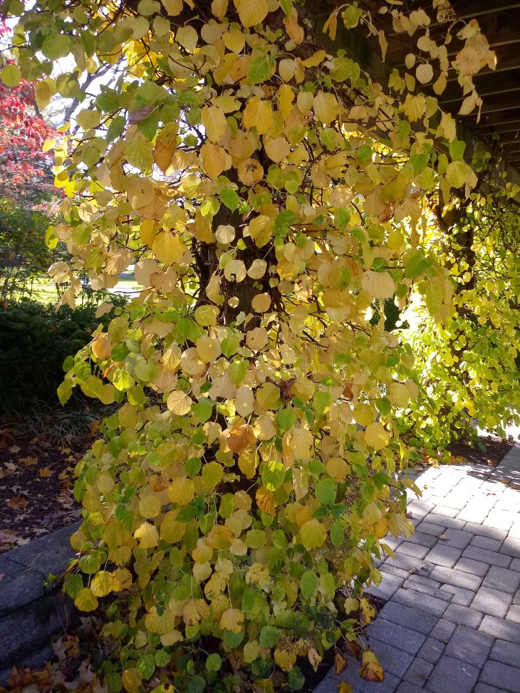 Schizophragma Hydrangeoides Roseum Felixholland