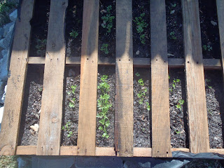 Becky's Blog - lots of fun shtuff: Pallet Garden Update Mar 13, 2013