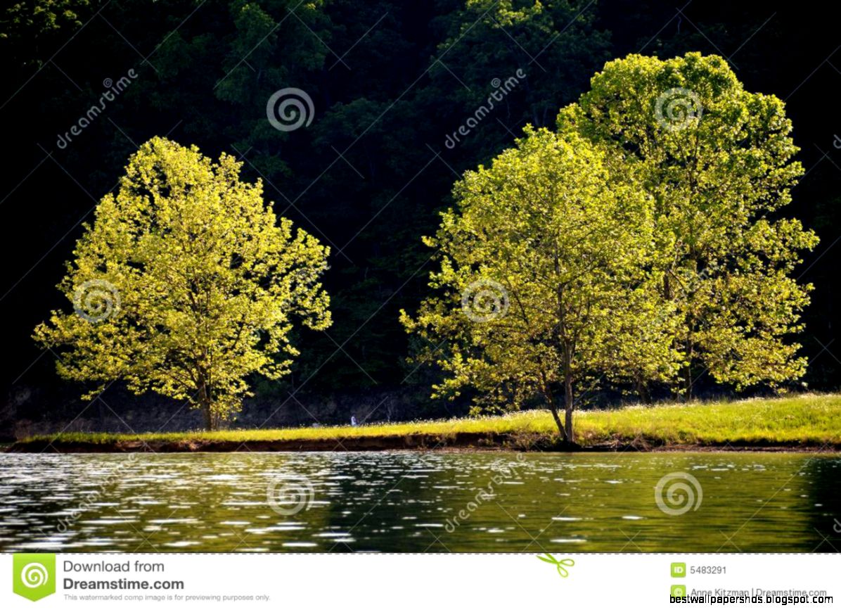 Tree Reflection On Lake