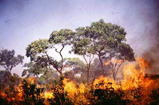 Malaysia Bertanggungjawab Bakar Hutan Indonesia