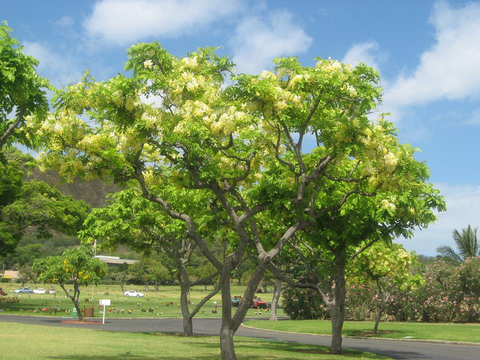 Aloha from Hawaii Rainbow Shower trees in the Rainbow state of Hawaii.
