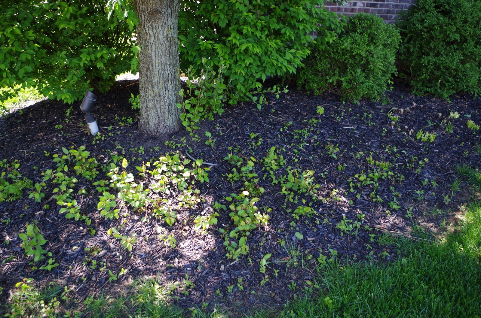 overgrown