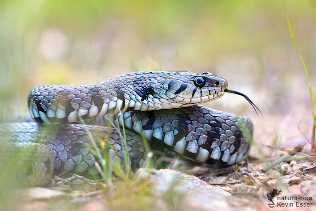 Barred Grass Snake - Natrix helvetica