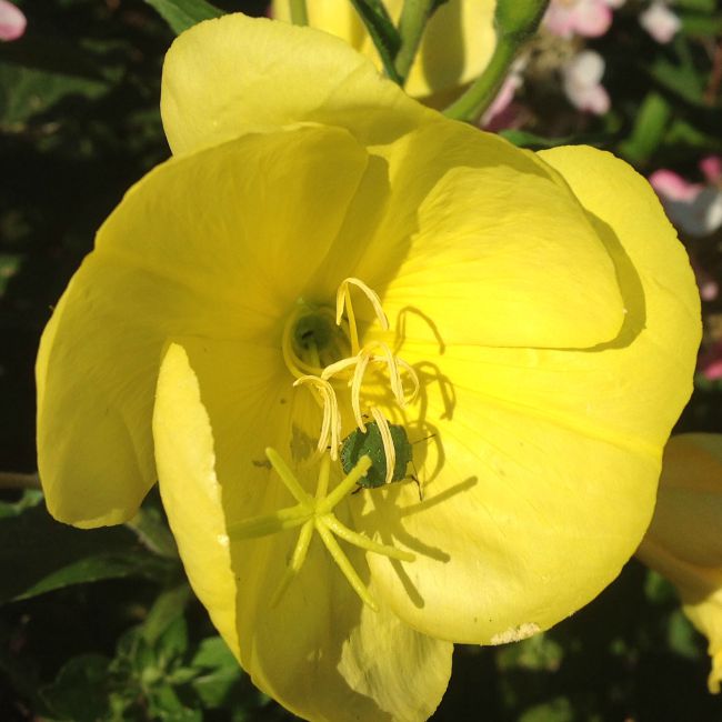 Close up of yellow evening primrose flower with green shield beetle