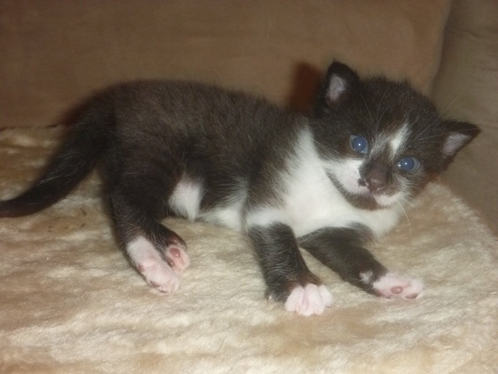 Seven Acre Ranch Three week old kittens