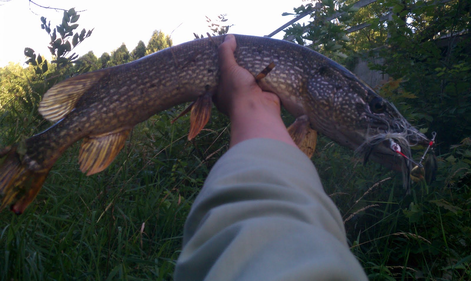 Illinois Wisconsin Fishing poke a pike