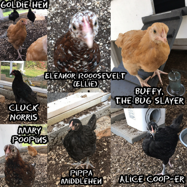Meet the chickens! 