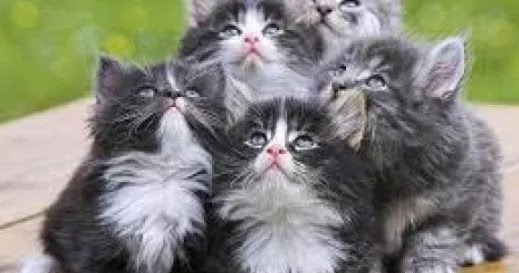 10+ Apa Arti Mimpi Melihat Banyak Anak Kucing Menurut Islam