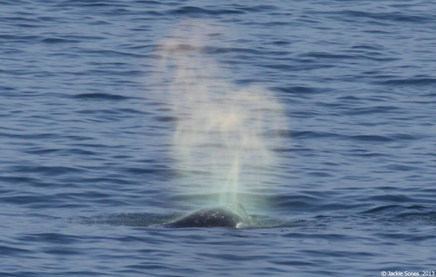 The Natural History Of Bodega Head Big Spout Little Spout the-natural-history-of-bodega-head-big-spout-little-spout