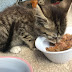 Tips Untuk Menaikkan Nafsu Makan Anak Kucing