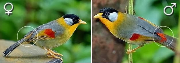 Cri Ciri Umum Burung Panca Warna Dan Cara Membedakan Burung