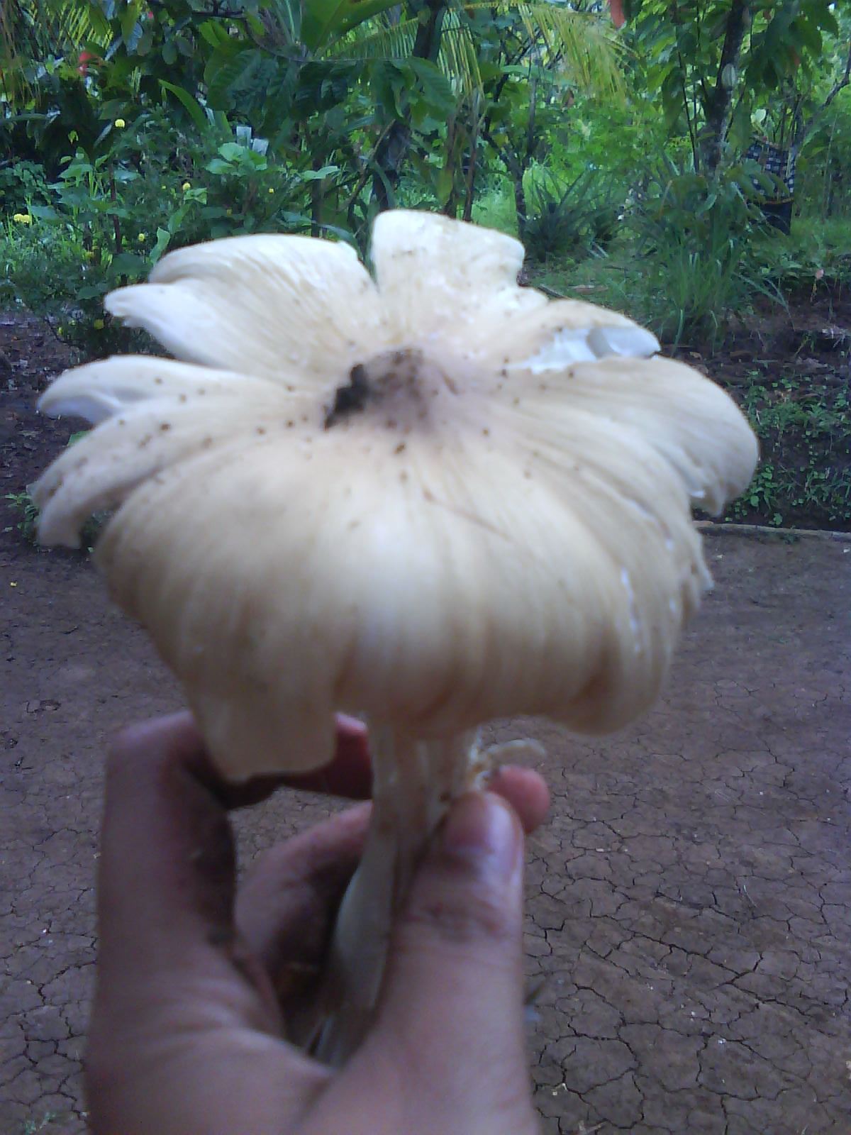 Metamorfosis Volvaria volvacea (Jamur Merang)