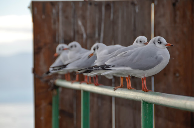 Gulls in Ohrid Lake