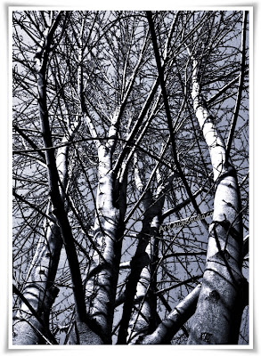 Maple Tree in Blue Digital Art