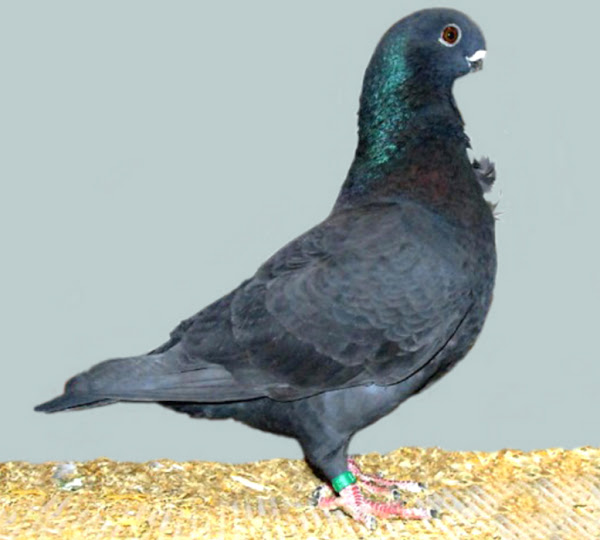 african owl pigeon, african owl pigeons, about african owl pigeon, african owl pigeon appearance, african owl pigeon breed, african owl pigeon breed info, african owl pigeon breed facts, african owl pigeon behavior, african owl pigeon care, caring african owl pigeon, african owl pigeon color, african owl pigeon characteristics, african owl pigeon facts, african owl pigeon for exhibition, african owl pigeon history, african owl pigeon info, african owl pigeon images, african owl pigeon origin, african owl pigeon photos, african owl pigeon pictures, african owl pigeon rarity, african owl pigeon rearing, raising african owl pigeon, african owl pigeon size, african owl pigeon temperament, african owl pigeon tame, african owl pigeon uses, african owl pigeon varieties, african owl pigeon weight