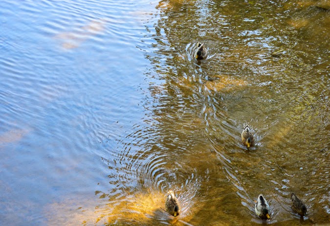 Dunbar Cave Lake Ducks at Dunbar Cave