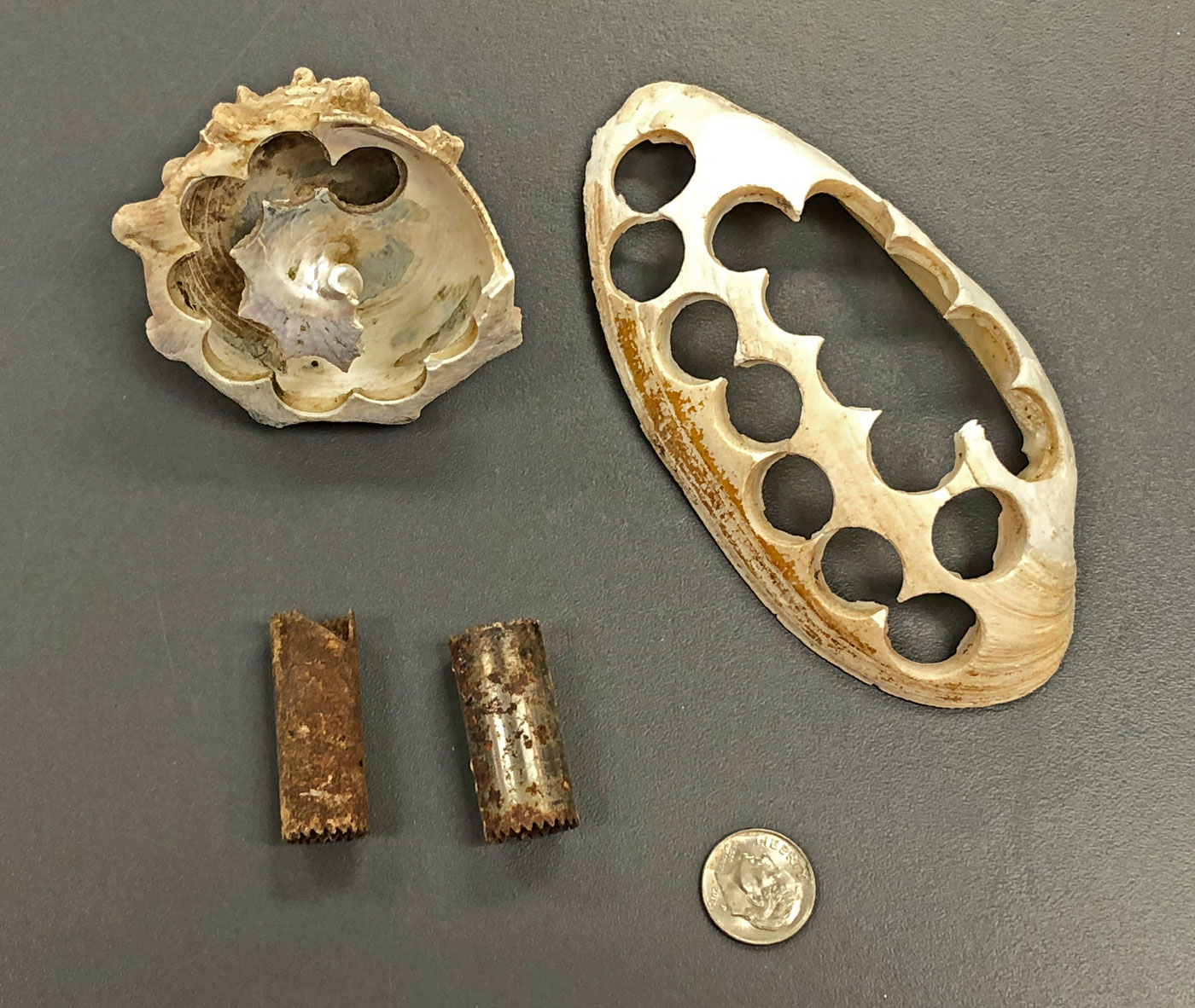 Charles County Archaeological Society of Maryland, Inc Shell Button