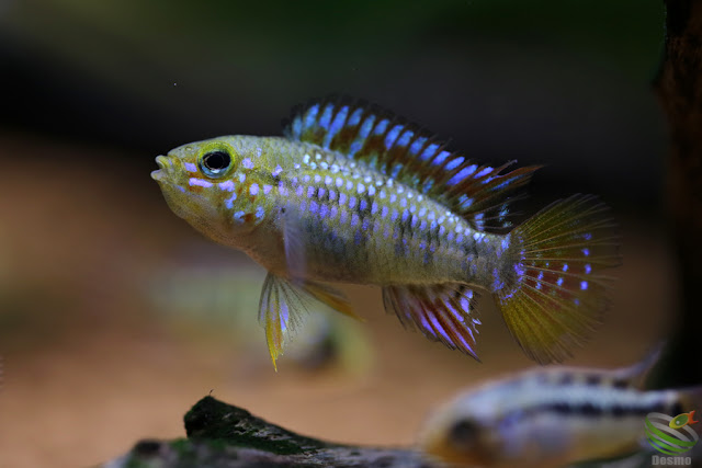 Apistogramma cf. ortegai (Pebas)