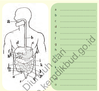 RAJA MASTER SOAL: Soal Bab 4 Sistem Organisasi Kehidupan Kelas VII SMP