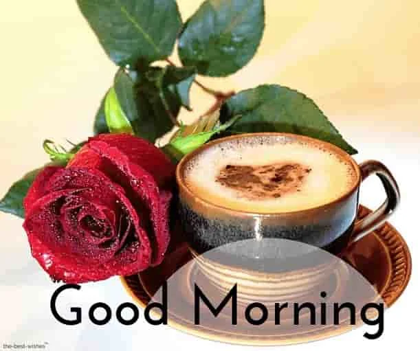 stunning good morning image with rose
