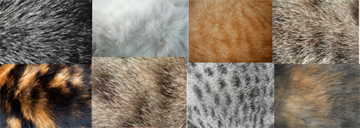 Collage of 7 different cat coat colors