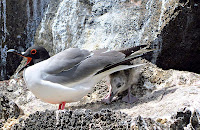 Galapagos Swallow-Tailed Gull Protecting Her Chick