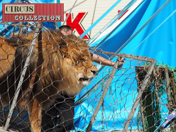 un des lion de Martin Lacey s'engage dans le tunnel qui conduit a la cage centrale dans le manège du cirque Krone 