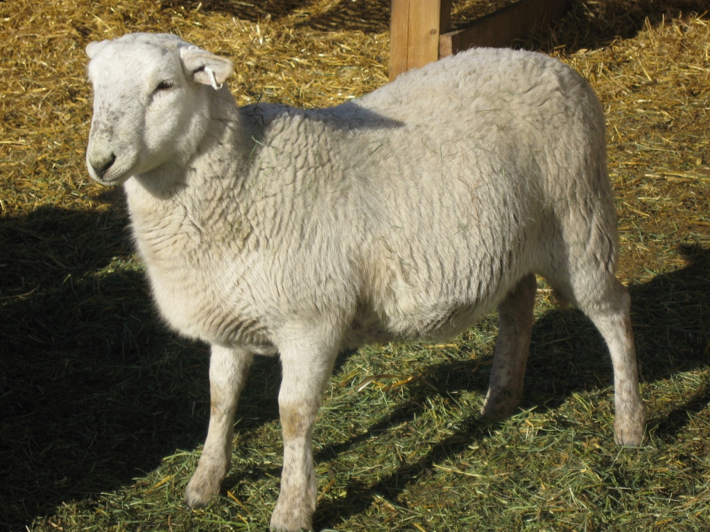 AVERY's KATAHDIN SHEEP June 2011 Ewe Lambs Looking Mighty Fine