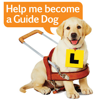 Guide Dogs Labrador Pup wearing L Plate