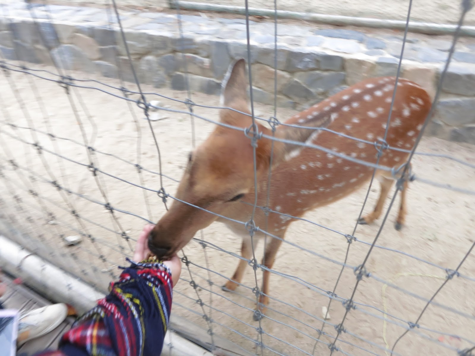 Day 6 Deer Feeding at Seoul Forest South Korea chichicho
