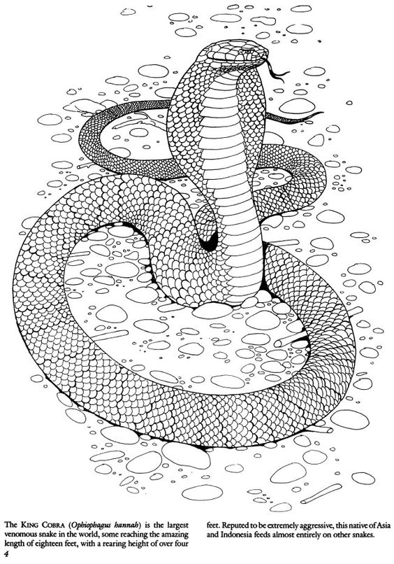 Dessin de serpent a imprimer - Fonds d'écran HD
