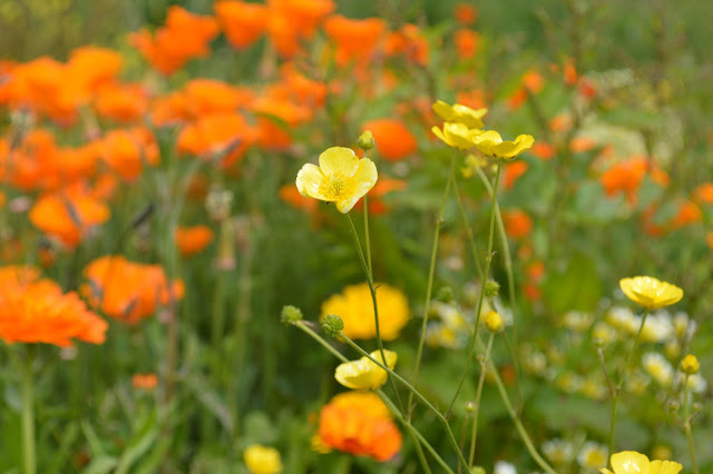 Occombe Farm flowers
