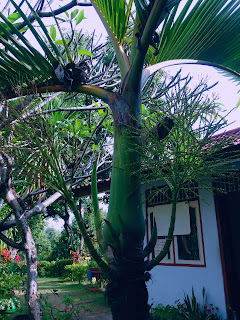Roystonea Regia in the Garden House of Brahmavihara Arama Monastery North Bali