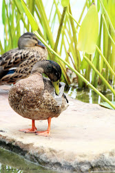 wednesday bird wild gardens