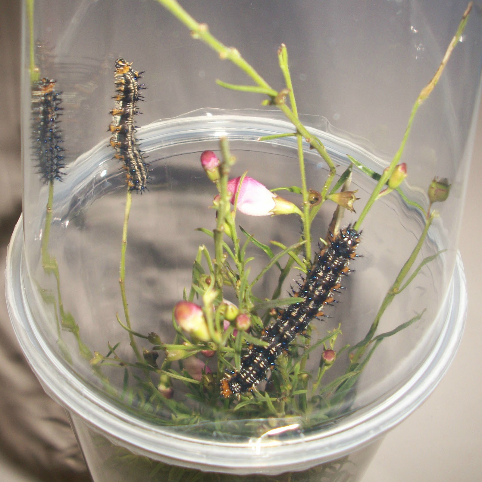 Hey Mommy, Chocolate Milk: Insect Rearing - Science Play