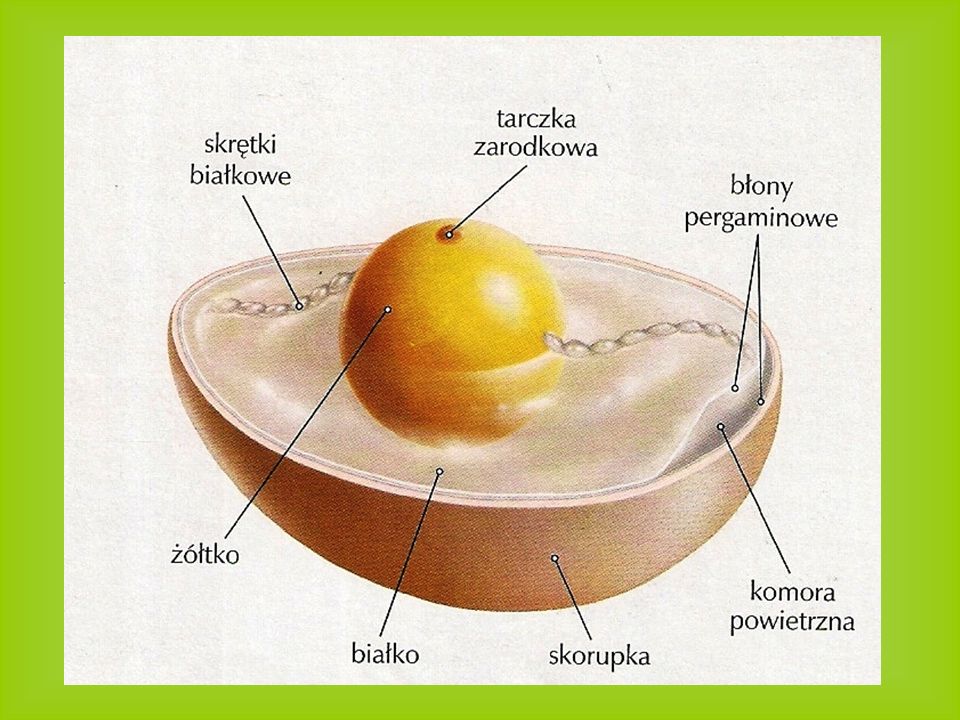 Skorupa Jaja Zbudowana Jest Głównie Z Mitoslavia: 08/19/16