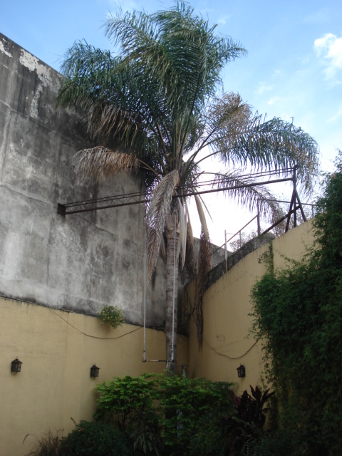 Reverdir **JARDINERIA Y PAISAJISMO**: PODA PALMERA PINDO