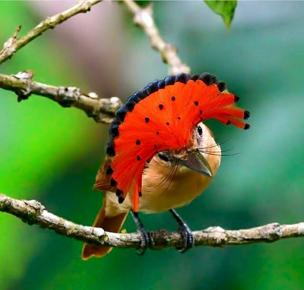 AMAZONIAN ROYAL FLYCATCHER photos - wallpapers (ανανεωμένο) | the fun bank
