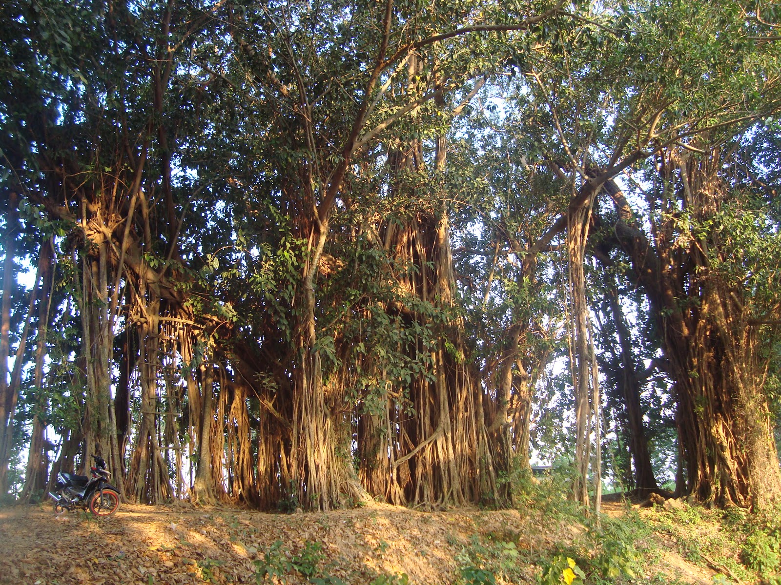 Beautiful Of Nature : Telaga Sejuta Akar