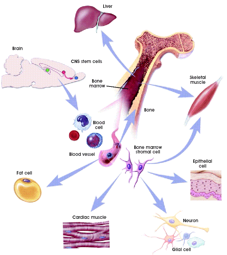 Células-tronco já!!!: Células-tronco adultas ou somáticas