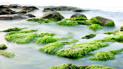  adalah biota laut yang merupakan family dari alga  Sehat dan Cantik dengan Rumput Laut