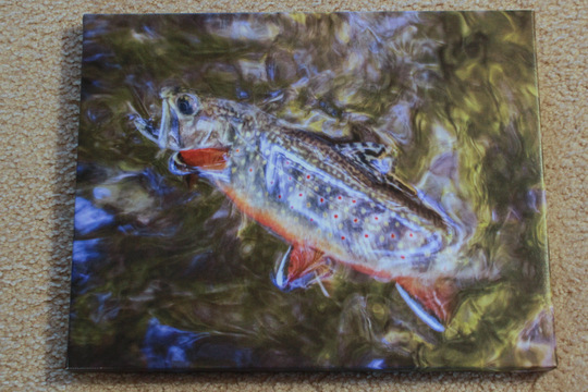 Brook Trout Picture for Christmas Giveaway