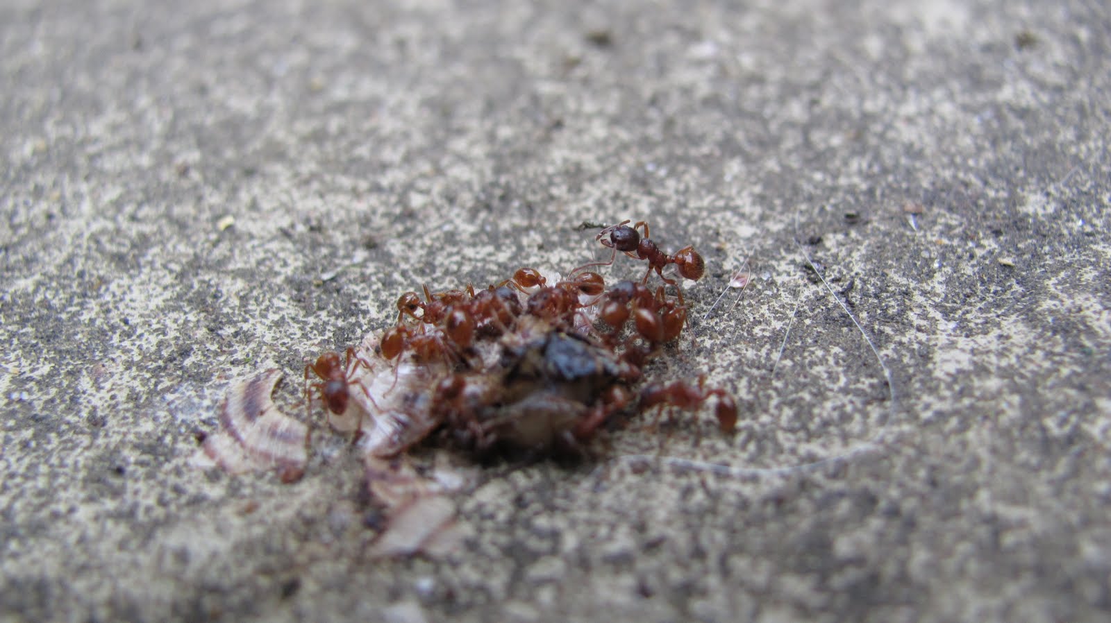 Tales from a tiny garden: Red Ants!