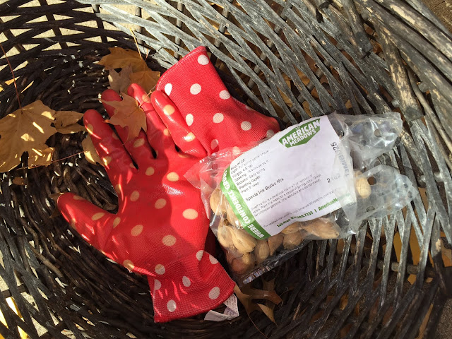 Waterproof red polkadot gloves make for cheery gardening.