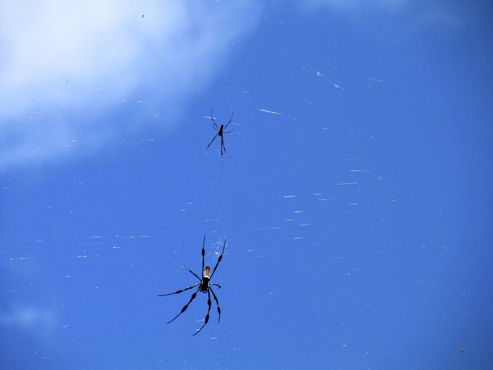 Banana spider Banana Spider at Gumbo Limbo Nature Center - http://www.ouroutdoortravels.blogspot.com