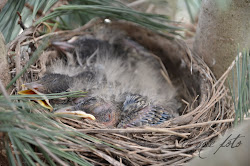 tree sleeping birds birdies sittin four bird