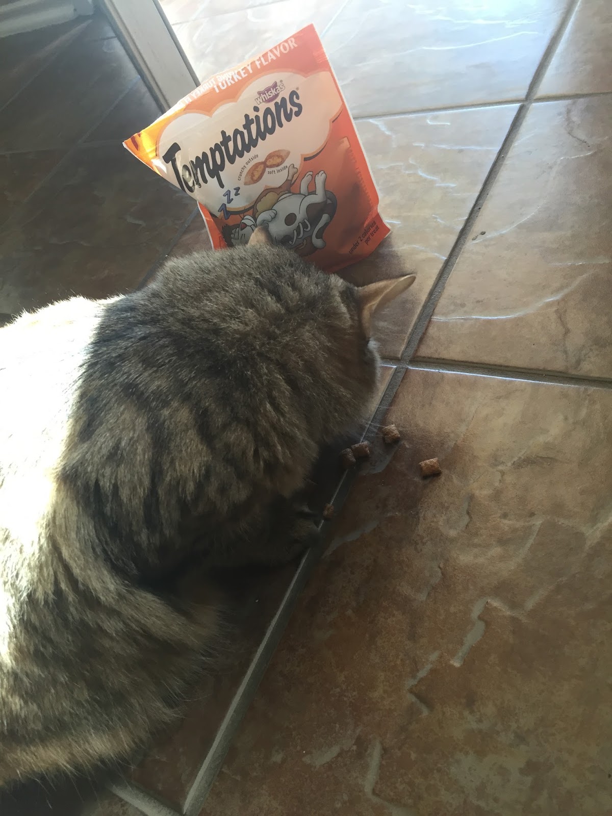 Airing My Laundry, One Post At A Time... Reasons Why Cats Get Treats