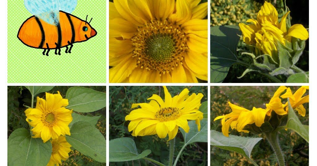 Karen`s Nature Photography Sunflower Photo Collage.