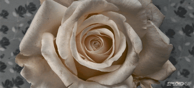 [Image: hoa-no-dep-ngan-ngo-1.gif]