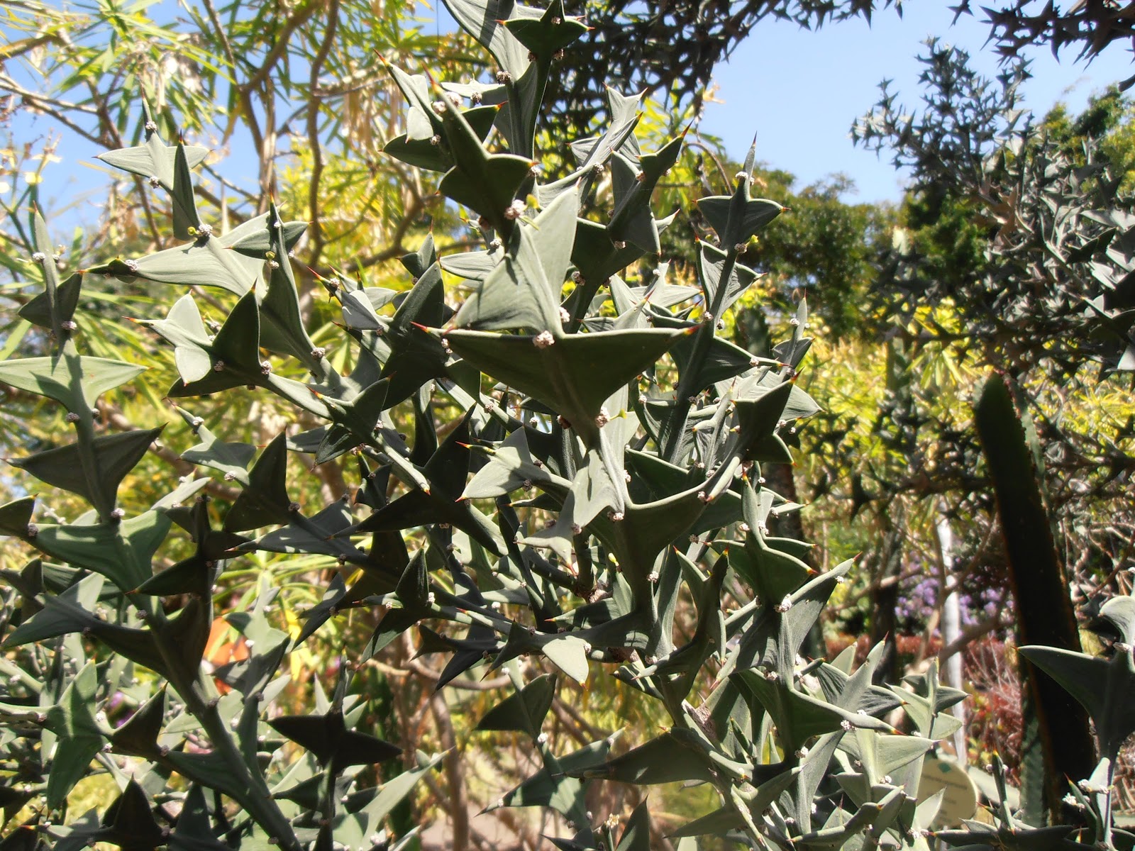 Quais são os benefícios das plantas?